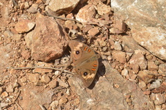 Junonia pacoma
