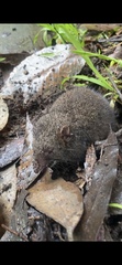 Antechinus mimetes