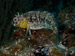 Gobioclinus dendriticus