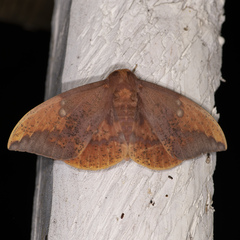 Eacles imperialis nobilis