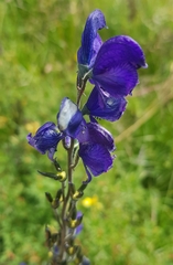Aconitum baicalense