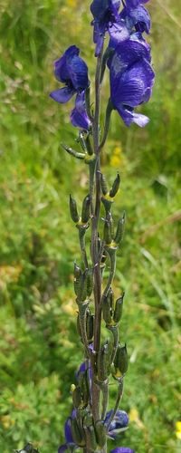 Aconitum baicalense (Aconitum baicalense)