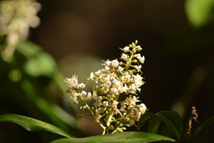 Ardisia compressa