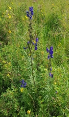 Aconitum turczaninowii