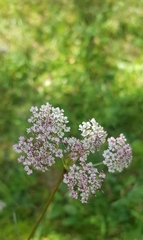 Conioselinum longifolium