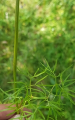 Conioselinum longifolium