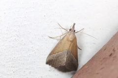 Hypena lividalis