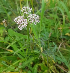 Conioselinum longifolium