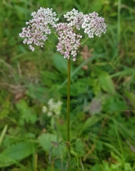 Conioselinum longifolium