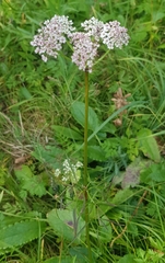 Conioselinum longifolium