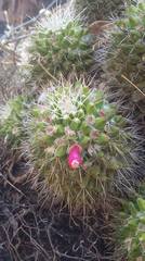Mammillaria knippeliana