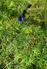 Aconitum baicalense