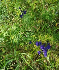 Aconitum baicalense