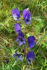Aconitum baicalense