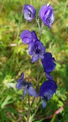 Aconitum baicalense