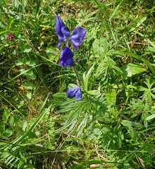 Aconitum baicalense