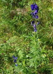 Aconitum baicalense