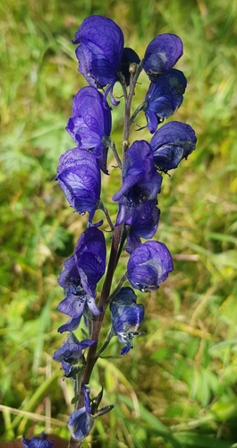 Aconitum baicalense (Aconitum baicalense)