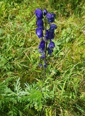 Aconitum baicalense