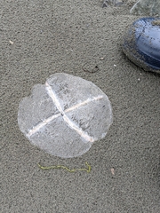 Staurostoma mertensii