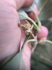 Callirhytis glandulus