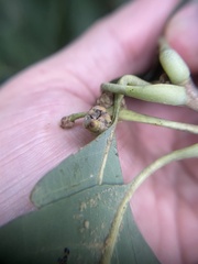 Callirhytis glandulus