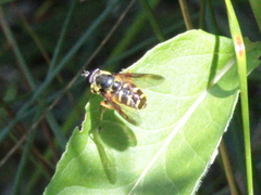 Sericomyia chrysotoxoides image