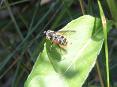 Sericomyia chrysotoxoides image