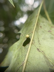 Zopheroteras