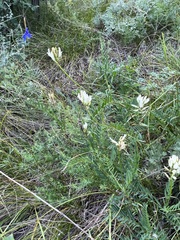 Astragalus austrosibiricus