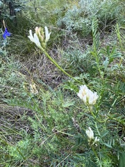 Astragalus austrosibiricus