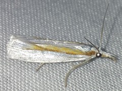 Crambus girardellus