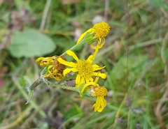 Tephroseris integrifolia