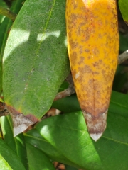 Chuppomyces handelii