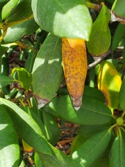 Chuppomyces handelii