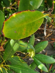 Chuppomyces handelii