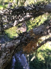 Sphaerophorus venerabilis