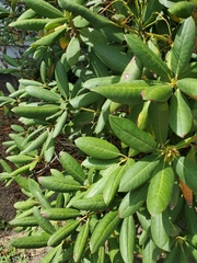 Chuppomyces handelii