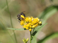 Melissodes illatus