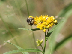 Melissodes illatus