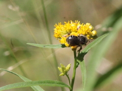 Melissodes illatus