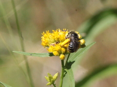 Melissodes illatus