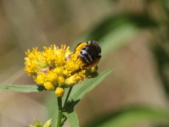 Melissodes illatus