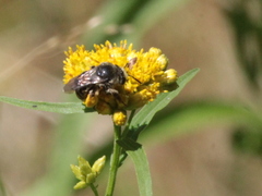 Melissodes illatus