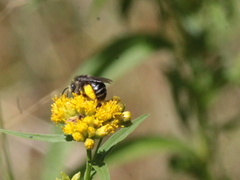 Melissodes illatus