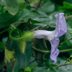 Ipomoea setosa