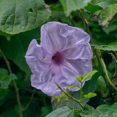 Ipomoea setosa