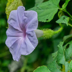 Ipomoea setosa