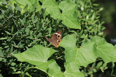 Junonia coenia