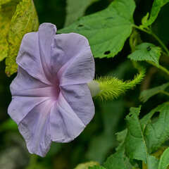 Ipomoea setosa